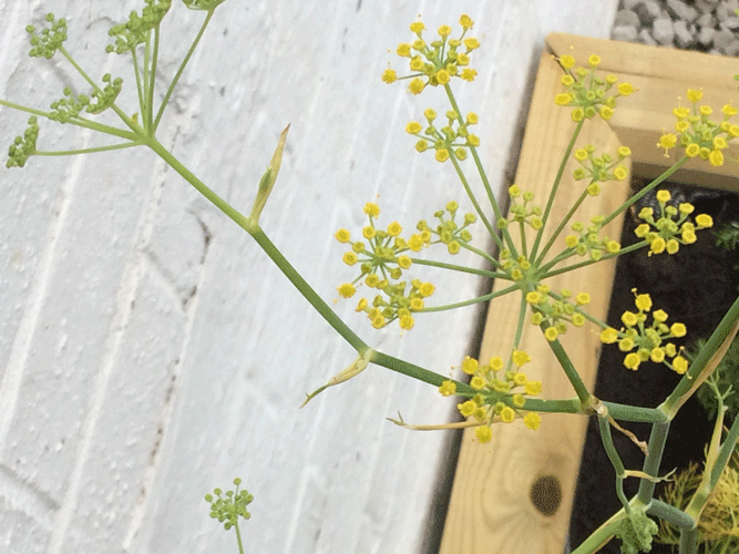 The-Brink-Fennel